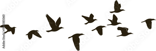 Flock of birds flying in formation, freedom and travel concept, nature and wildlife scene, airborne movement.