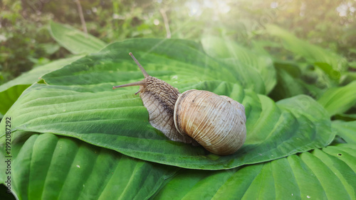 Snail moves slowly on large green leaf in forest during morning sunlight