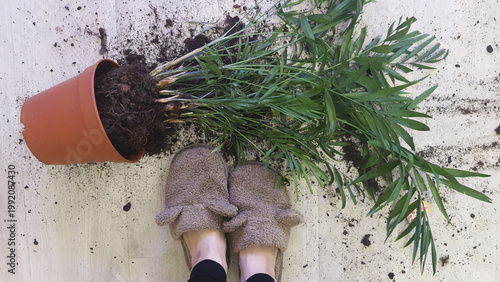 Plant falls over on floor while person stands in slippers nearby in indoor space
