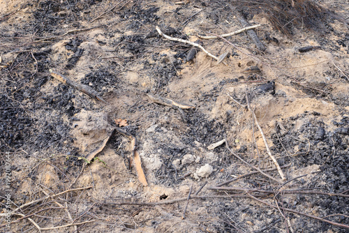Tableau sur toile Scorched earth after a fire