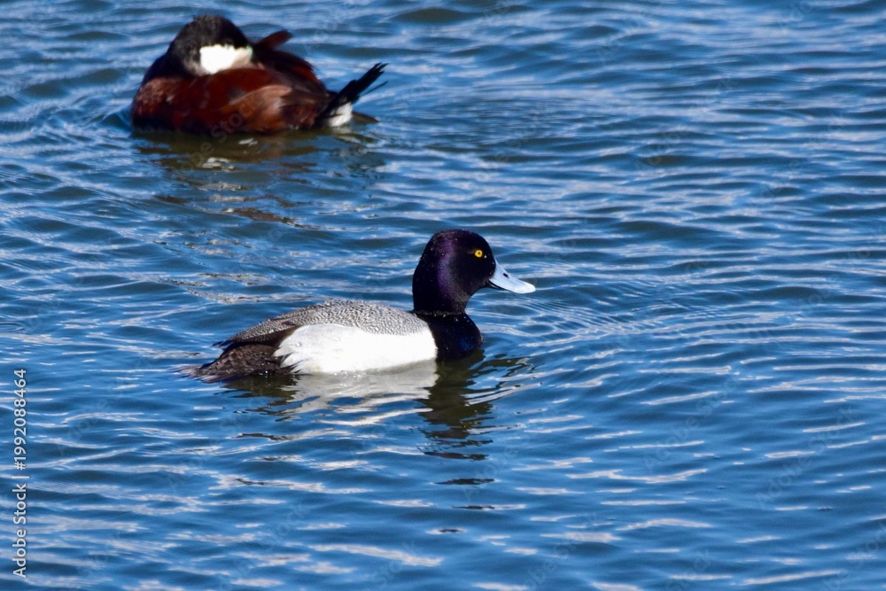 Fototapeta premium Waterfowl at the wastewater