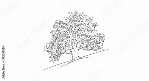 Stylized black and white line drawing of a large, mature tree with a wide canopy on a gentle slope