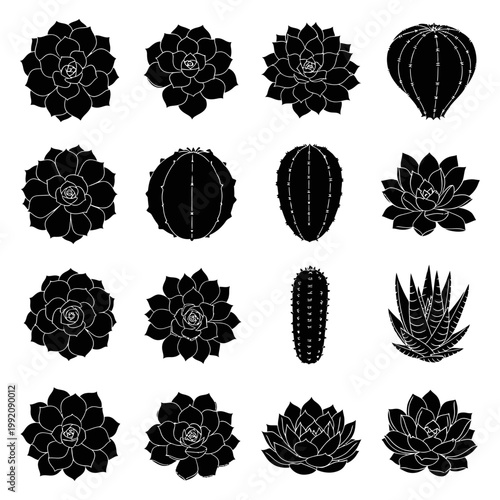 Various succulents and cacti plants are illustrated in black on a white background