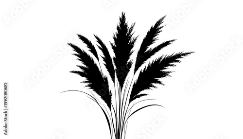 wheat ears isolated on white