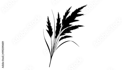 wheat ears isolated on white