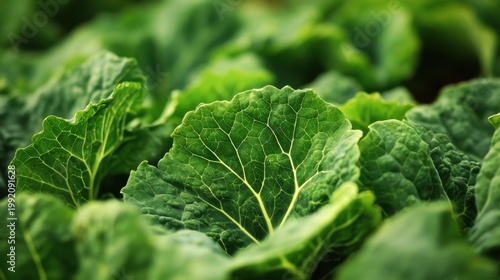 Close up view of green kale leaves with detailed texture