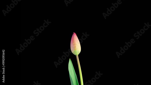 Tulips Blossoms. Beautiful Timelapse of Red Tulip Flower Blooming on Black Background. 4K.