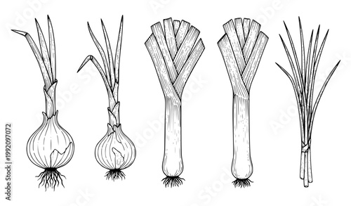 garlic and onion Hand drawn allium vegetables onion leek chives botanical sketch black and white vector illustration