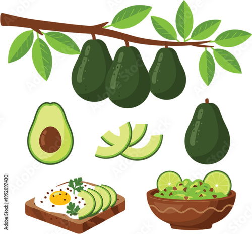 Set of fresh green avocado fruit on branch sliced halves avocado toast and guacamole bowl vector illustrations isolated.