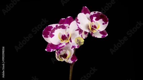 Blooming White - Magenta Orchid Phalaenopsis Flower on Black Background. Time Lapse. 4K.