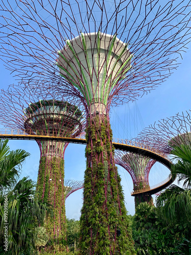 Singapore - August 05, 2019: Vibrant Supertree Grove at Gardens by the Bay Standing Tall Against a Brilliant Clear Blue Sky During the Day
