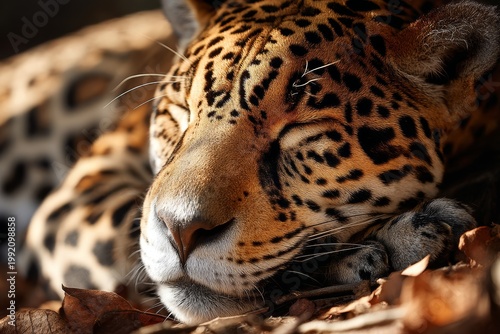Portrait of a jaguar taking a nap in the sun