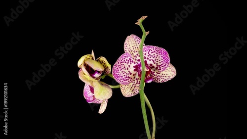 Orchid Blossoms. Blooming Yellow - Magenta Orchid Phalaenopsis Flower on Black Background. Time Lapse. 4K.