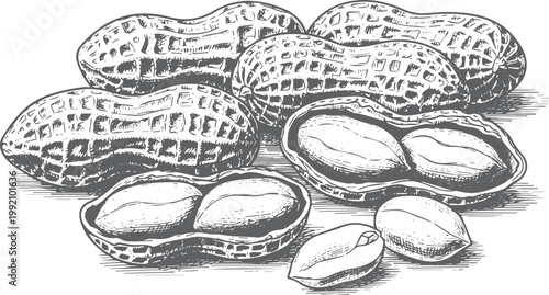 Hand-drawn of peanuts in shells and shelled