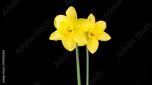 Narcissus Blossoms. Beautiful Timelapse of Two Yellow Narcissus Flowers Blooming on Black Background. 4K.