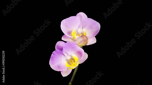 Orchid Blossoms. Opening Beautiful Pink Orchid Phalaenopsis Flower on Black Background. Time Lapse. 4K.