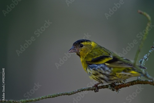Photos siskin on a branch