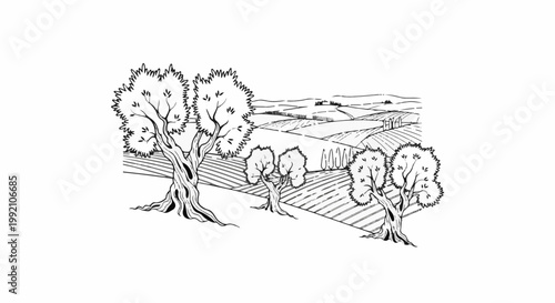 Stylized sketch of an agricultural landscape with olive trees and rolling fields