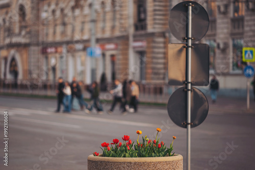 Εκτύπωση καμβά Colorful tulips bloom in a city planter while busy pedestrians stroll by on a li