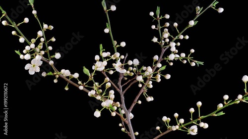 Cherry Blossom. White Flowers Blossoms on the Branches Cherry Tree. Dark Background. Time Lapse. 4K.