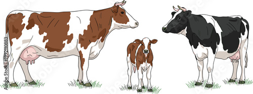 Three cows and a calf standing on green grass during daytime with white background