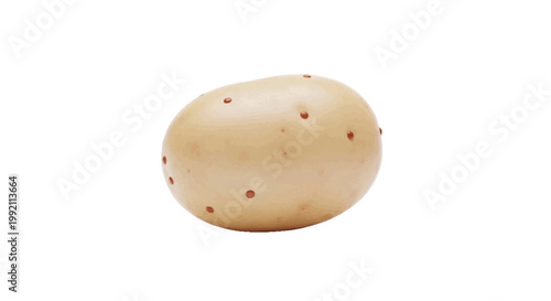 Vector illustration of raw potato on a transparent background