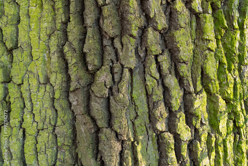 Detailed texture of old oak tree bark with Bright green moss.  natural patterns, age, and organic character of the timber in a forest