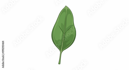 A single green leaf with a prominent central vein and a textured appearance