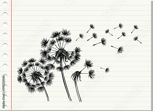Sketch black dandelion on white papaer background, flying seeds of dandelion.Blowing dandelion vector.