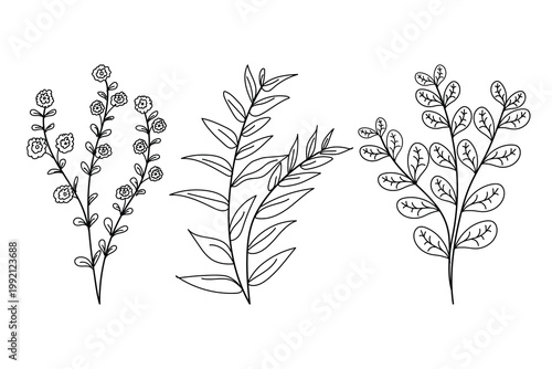 Handdrawn natural plant in doodle design, botnical illustration, abstract leaf design