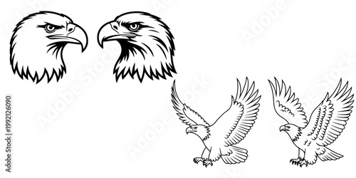 Bald eagle illustration set flying bird of prey American symbol detailed wings spread silhouettes