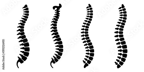Human spine anatomy silhouettes set vertebral column medical illustration different styles black and white
