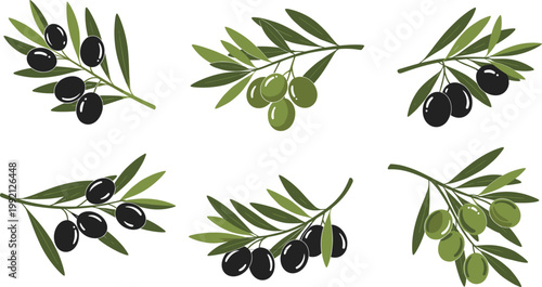 Elegant Olive Branch Vector Collection Featuring Green and Black Olives with Mediterranean Leaves for Agriculture, Cuisine, and Decorative Design Projects