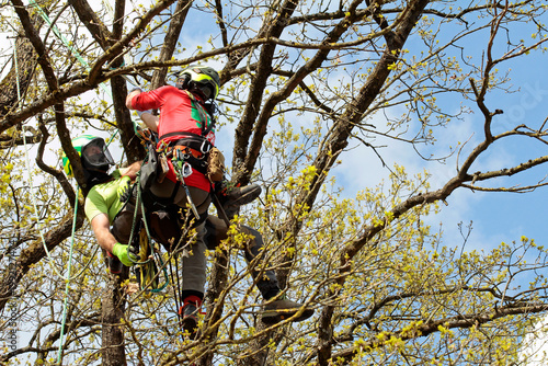 Two climbers in a tree with ropes, in an adventurous outdoor setting. Scenario: Rescuing an injured person from a tree. Exercise in Horn-Bad Meinberg