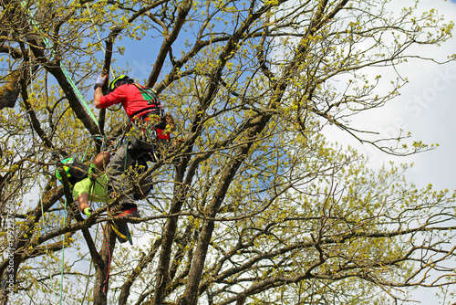 Two climbers in a tree with ropes, in an adventurous outdoor setting. Scenario: Rescuing an injured person from a tree. Exercise in Horn-Bad Meinberg