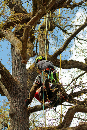 Two climbers in a tree with ropes, in an adventurous outdoor setting. Scenario: Rescuing an injured person from a tree. Exercise in Horn-Bad Meinberg