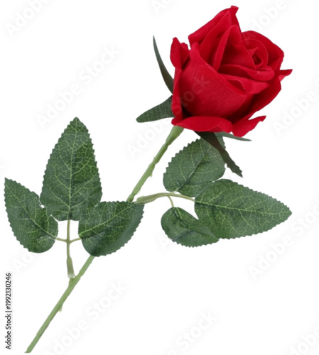 red rose on white background