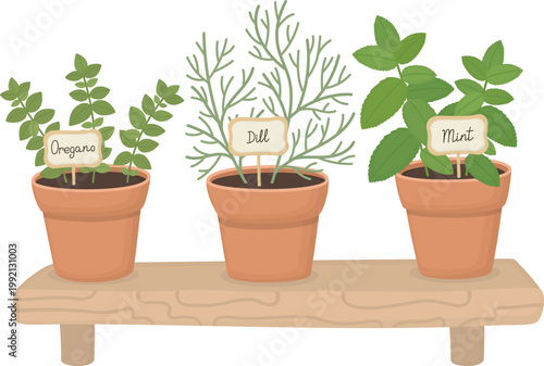 Illustration of potted herbs on wooden shelf. Fresh green oregano, dill and mint growing in pots 
