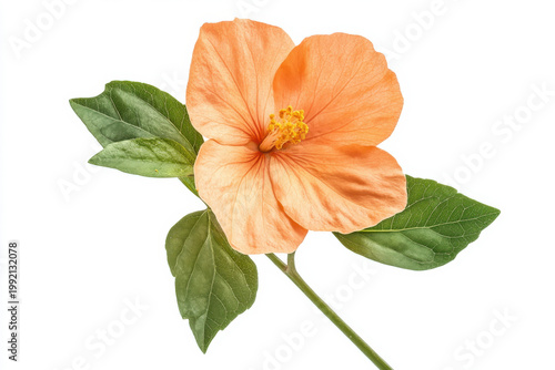 Vibrant Orange Hibiscus Flower with Lush Green Leaves