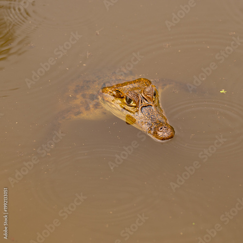 Obraz na plátně Crocodile In water.