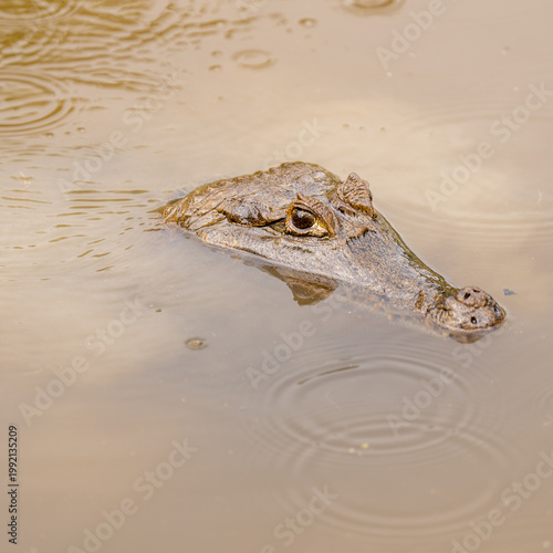 Crocodile lurking in water.