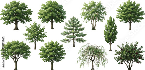 Collection of diverse deciduous and coniferous trees, featuring broadleaf trees, weeping willows, and various lush green species