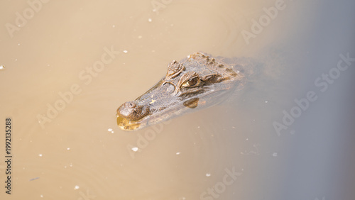 Fotografia Crocodile lurking in water.