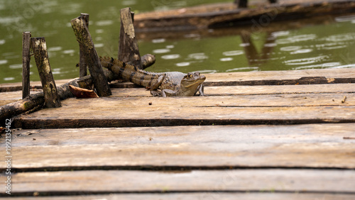 Quadro em tela Crocodile lurking in water.