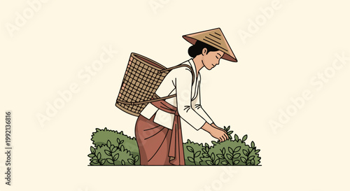 Woman in conical hat harvests leaves from green bushes, carrying basket
