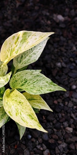 Epipremnum Marble Queen photos for background natural aesthetic