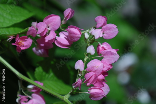 Billede på lærred Fleurs roses de liane corail Antigonon leptopus en gros plan