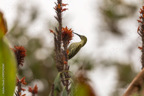 Streaked spiderhunter (Arachnothera magna) at Latpanchar, West Bengal, India.