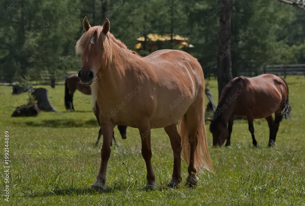 Fototapeta premium Russia. Western Sayan. The Republic of Buryatia. A small herd of horses grazes peacefully in a lush pasture near a Buddhist datsan near the village of Orlik.