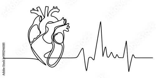 Continuous line drawing of a human heart with an ekg heartbeat pulse line on white background Vector, illustration